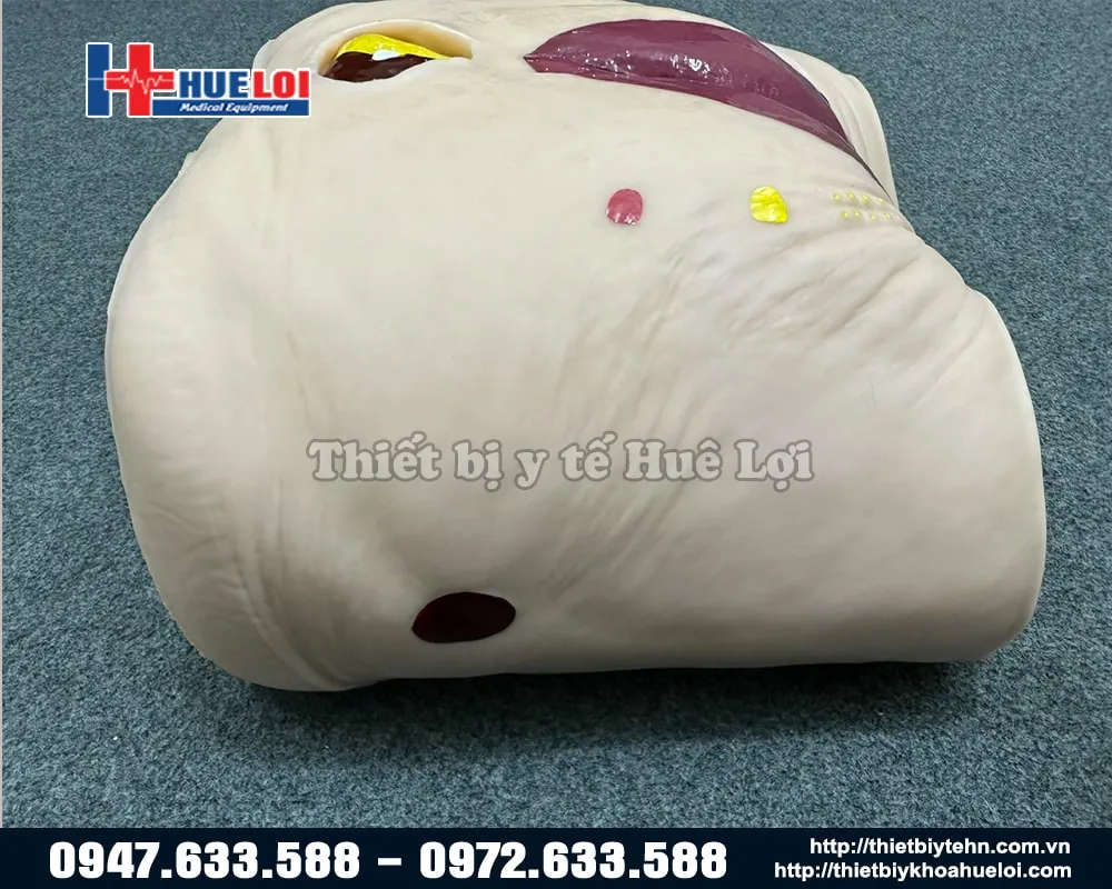 Vết thương của mô hình chăm sóc vết thương