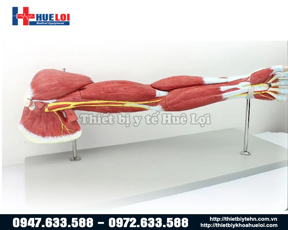 Giải phẫu cơ và thần kinh chi trên