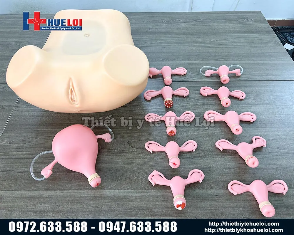 Mô hình khám phụ khoa