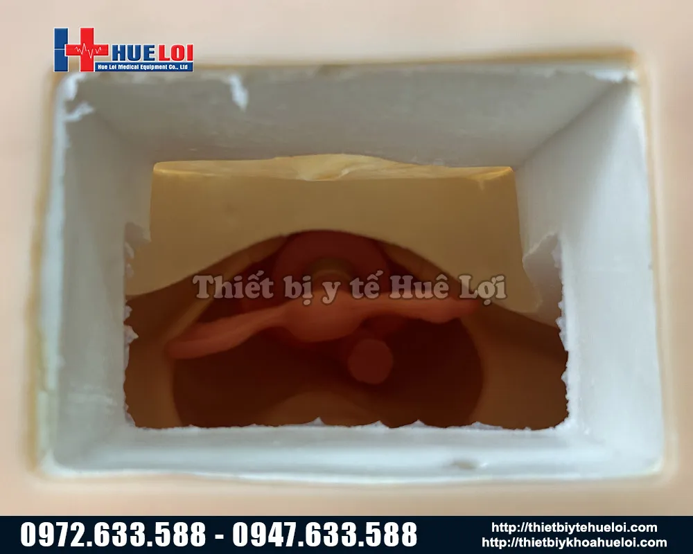 Bên trong mô hình khám phụ khoa