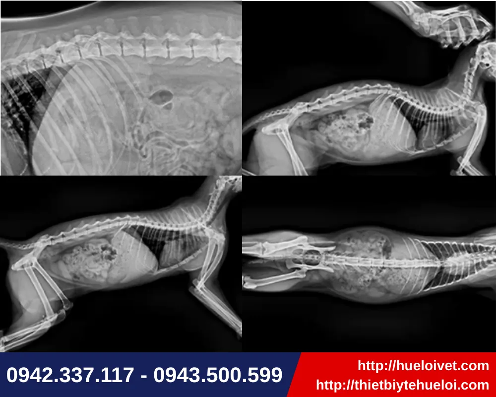 Phim chụp X quang sắc nét từ máy X quang chẩn đoán cho động vật