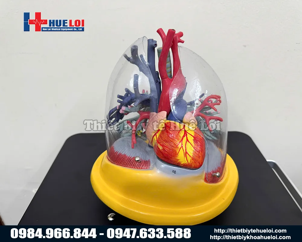 Mô hình tim phổi