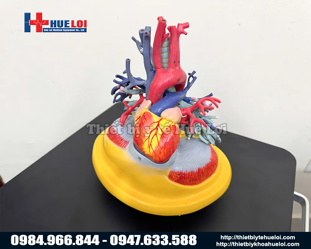 Mô hình tim phổi và mạch máu