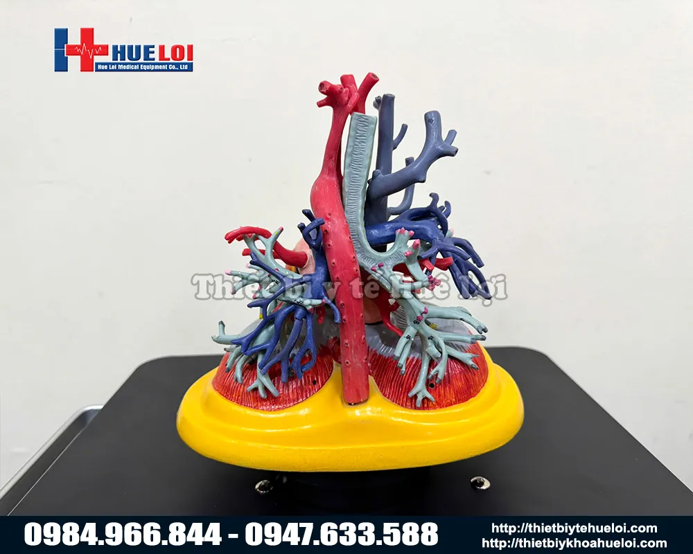 Mô hình giải phẫu tim phổi