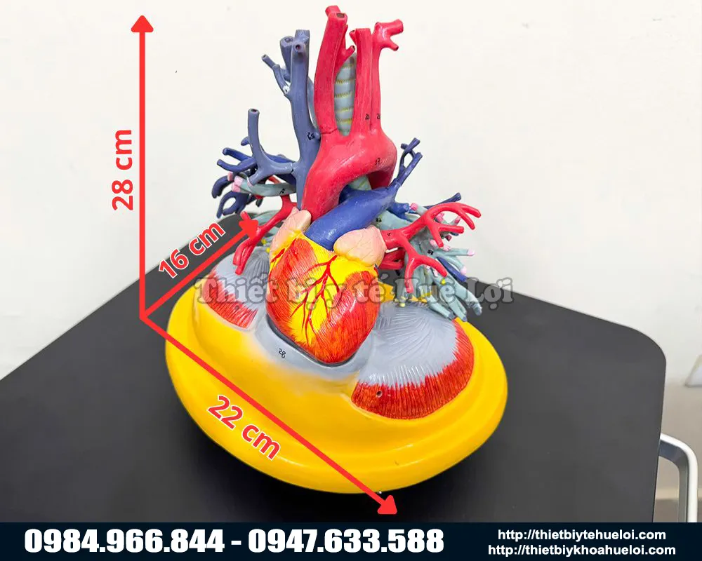 Kích thước mô hình tim phổi mạch máu