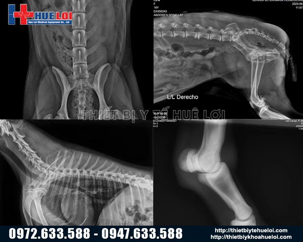 Hình ảnh thực tế của máy X-Quang thú y di động Yolong