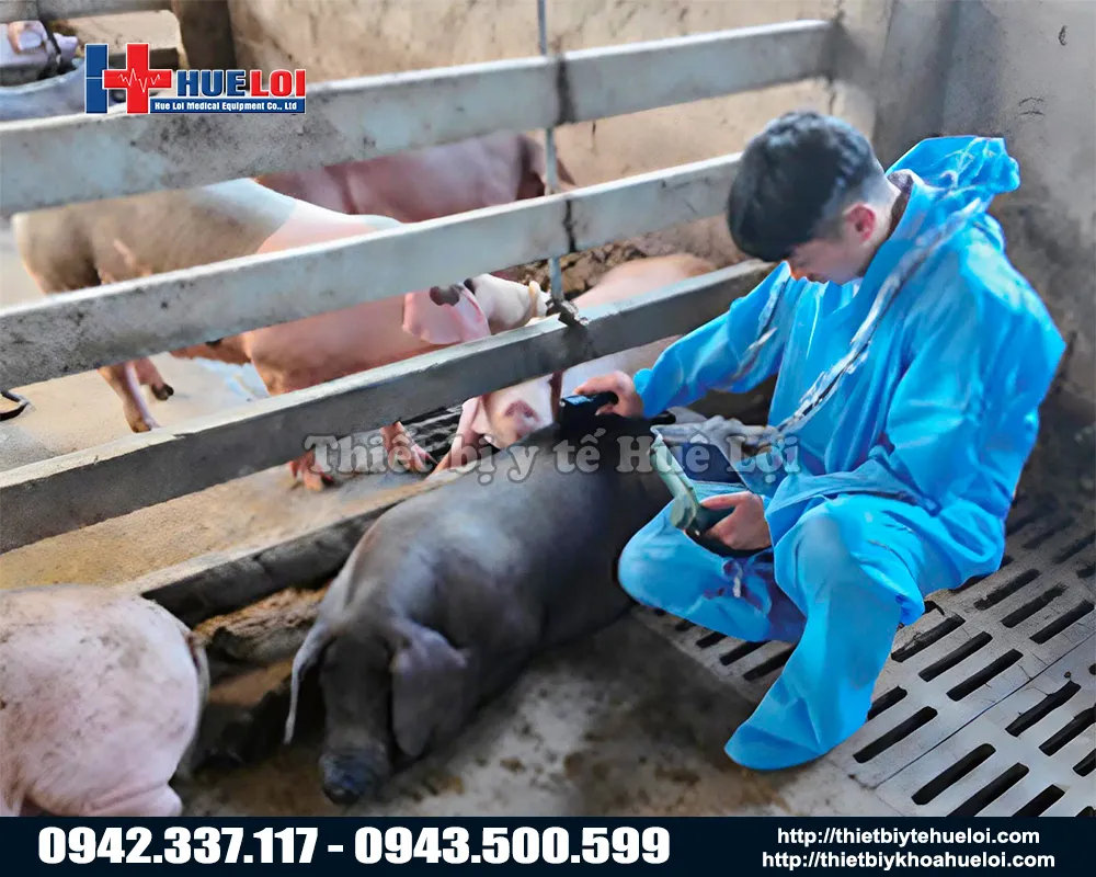 Máy siêu âm thai cho heo di động giá rẻ