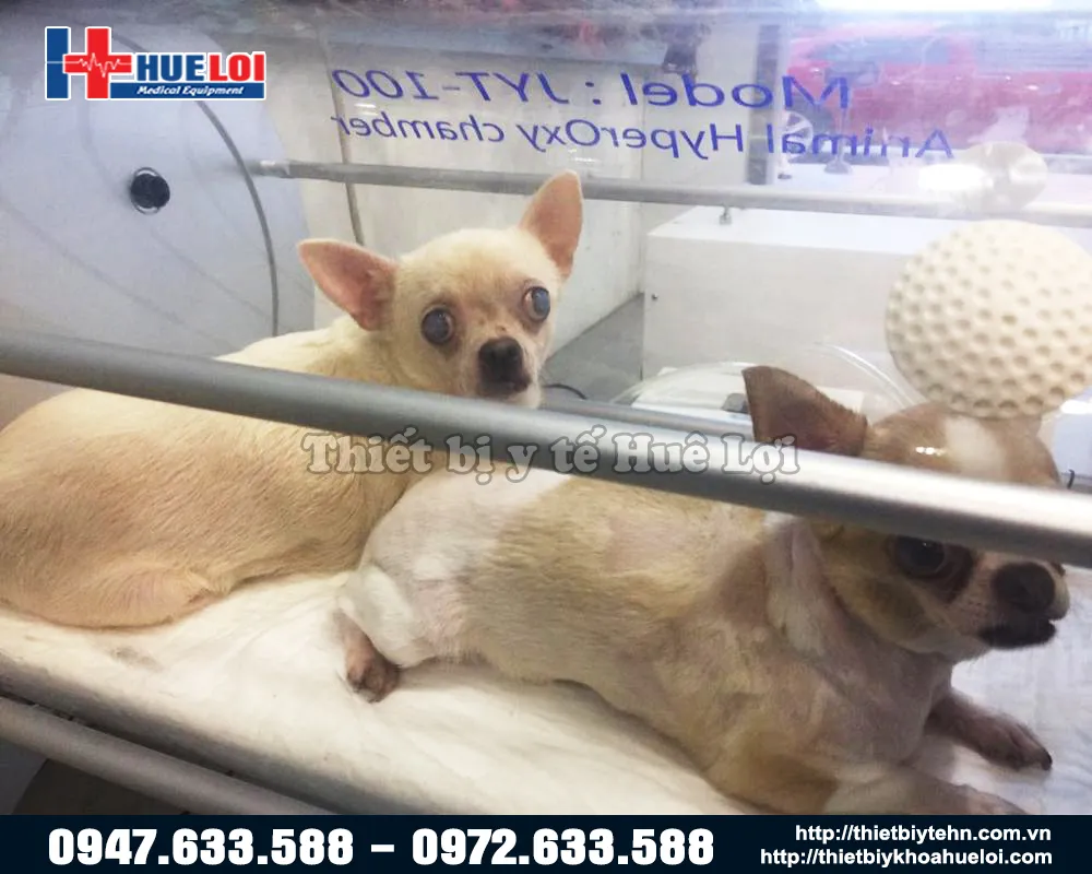 Buồng oxy áp cao điều trị cho động vật Buồng oxy áp cao điều trị cho động vật